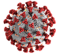coronavirus